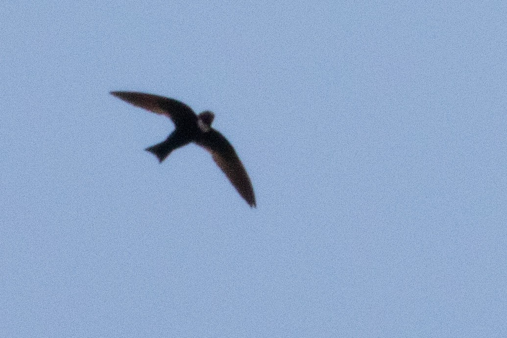 White-collared Swift - ML474007141