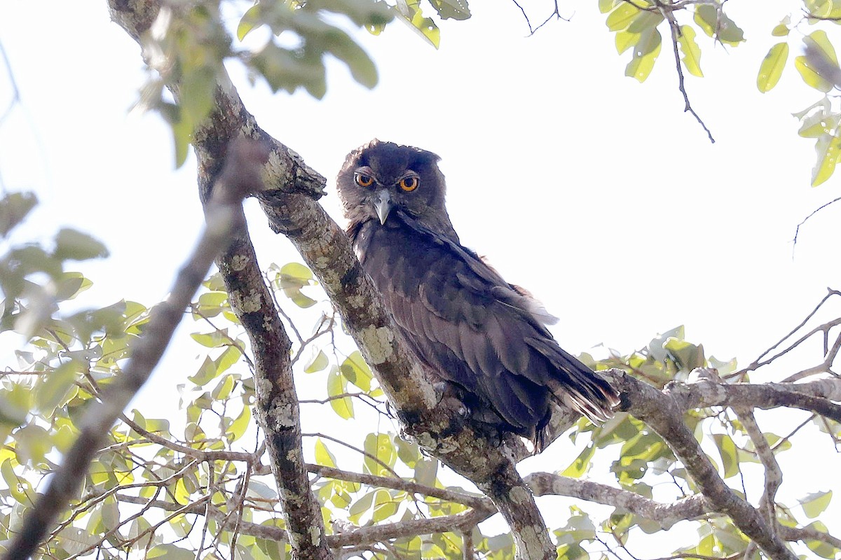 Dusky Eagle-Owl - ML474008441