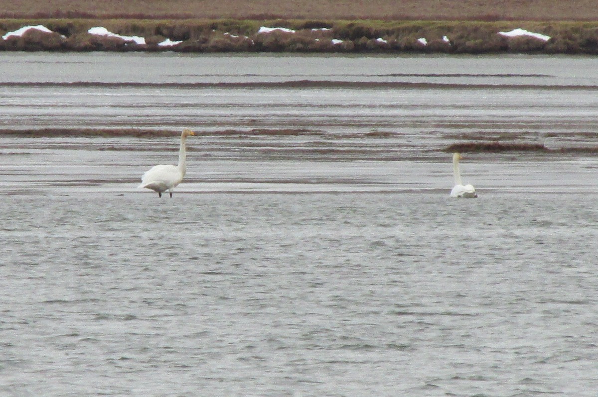 Cygne chanteur - ML47400861