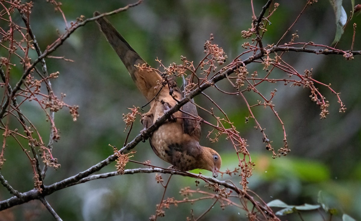 Little Cuckoo-Dove - ML474009231