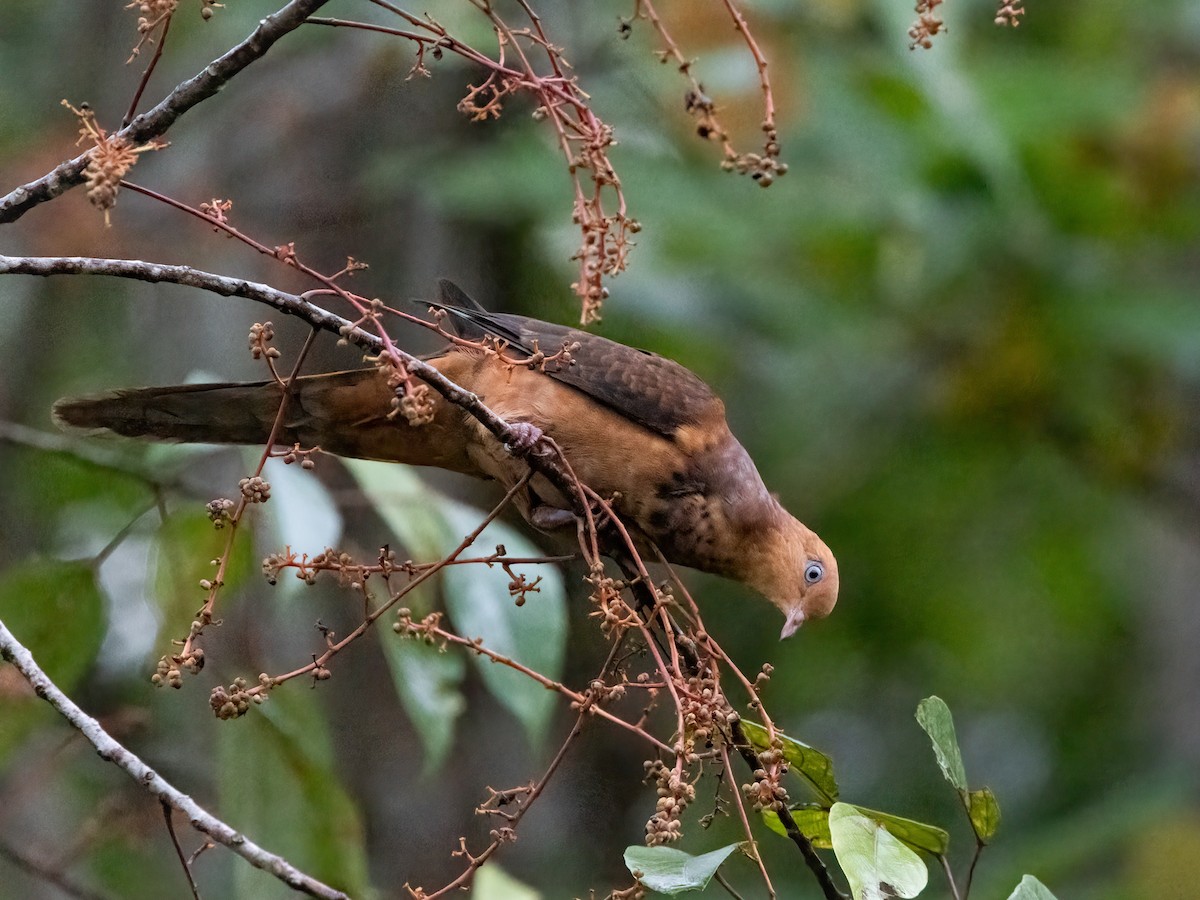 Little Cuckoo-Dove - ML474009301