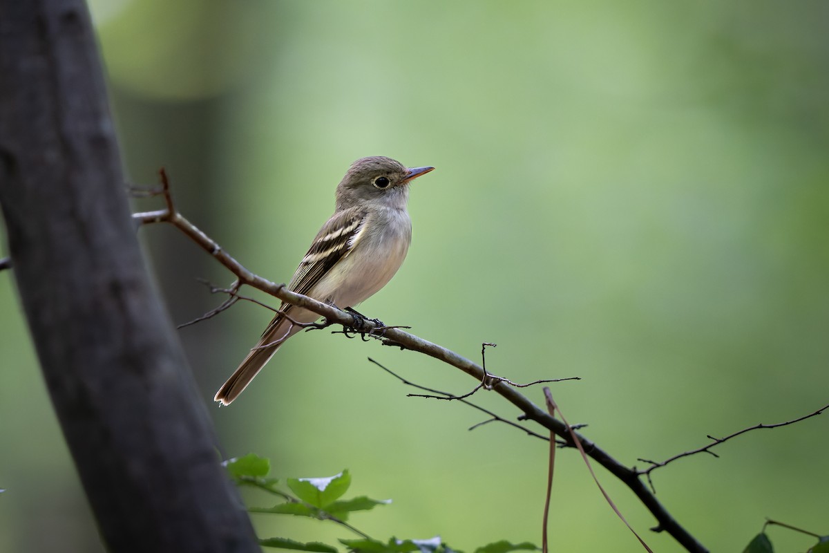 Acadian Flycatcher - ML474009911