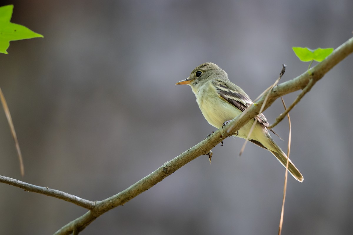 Acadian Flycatcher - Frédérick Lelièvre