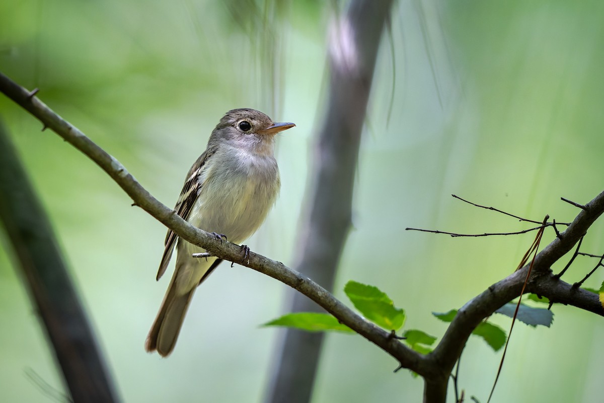 Acadian Flycatcher - Frédérick Lelièvre