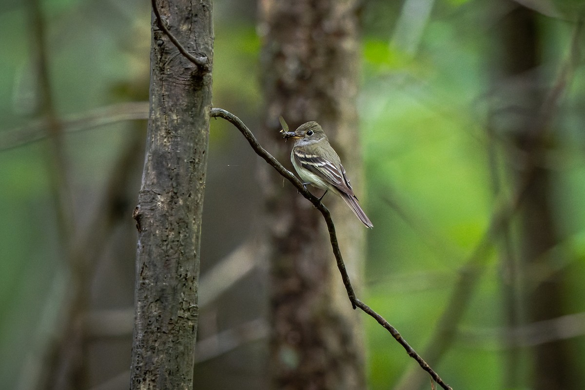 Acadian Flycatcher - Frédérick Lelièvre