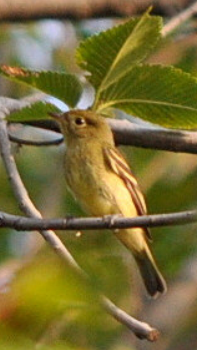 Yellow-bellied Flycatcher - ML47401021
