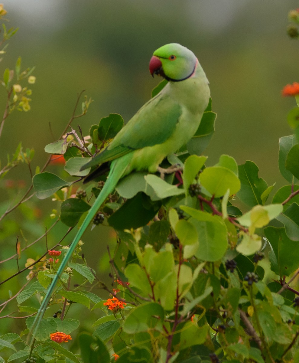 Rose-ringed Parakeet - Srinivas Mallela