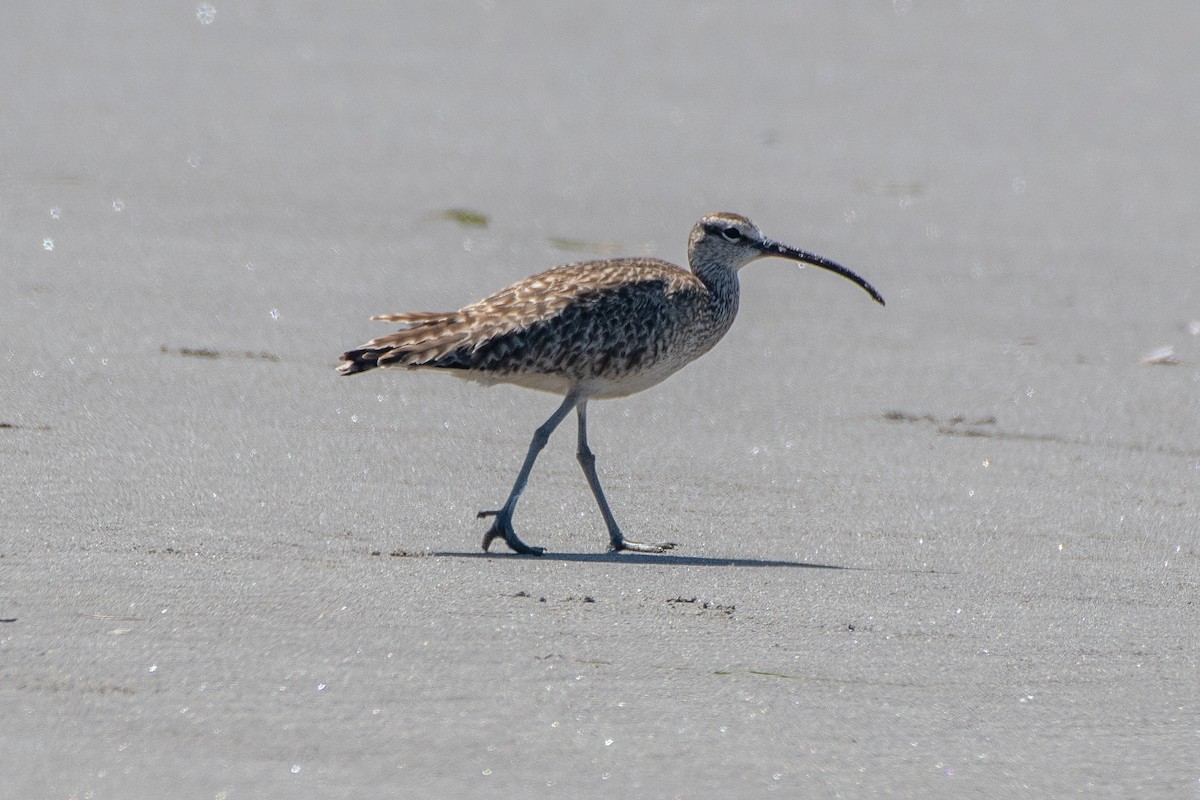 Whimbrel - Chris McDonald