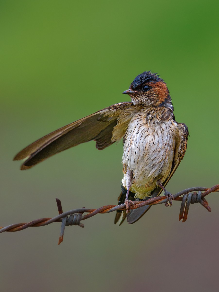 Red-rumped Swallow - Srinivas Mallela