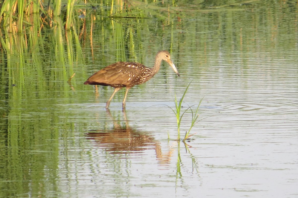 Limpkin - ML474012001