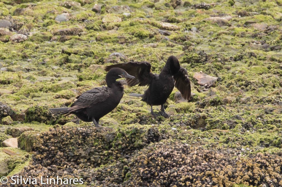 Neotropic Cormorant - ML47401311