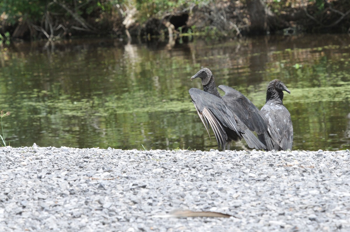 Black Vulture - ML474013701