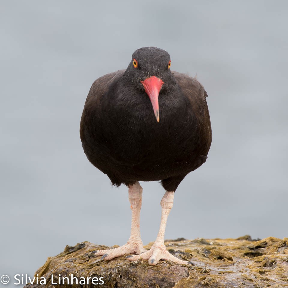 Blackish Oystercatcher - ML47401391