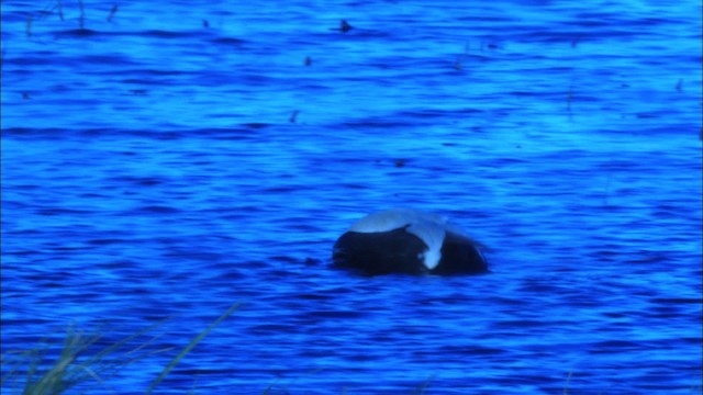 Spectacled Eider - ML474014