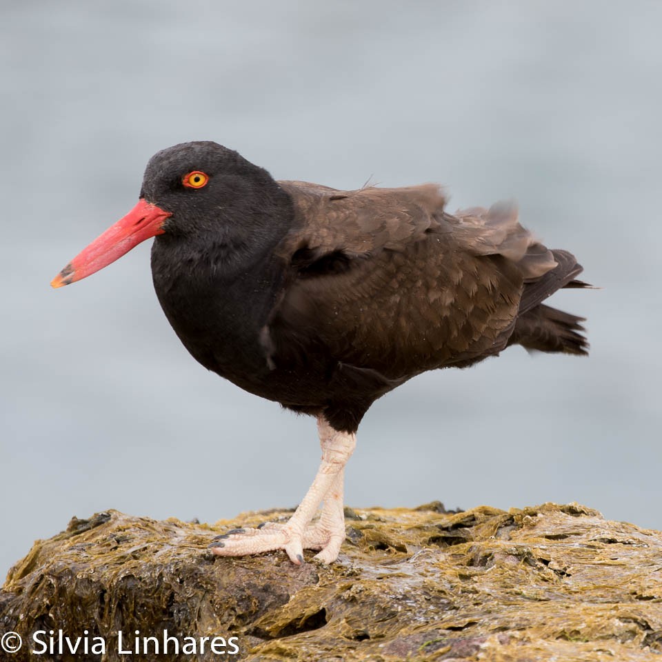 Blackish Oystercatcher - ML47401401