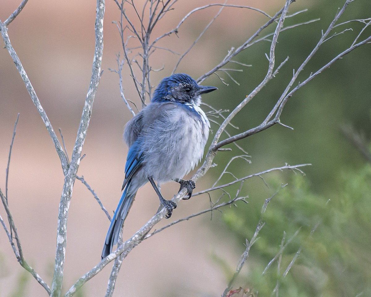 California Scrub-Jay - ML474015801