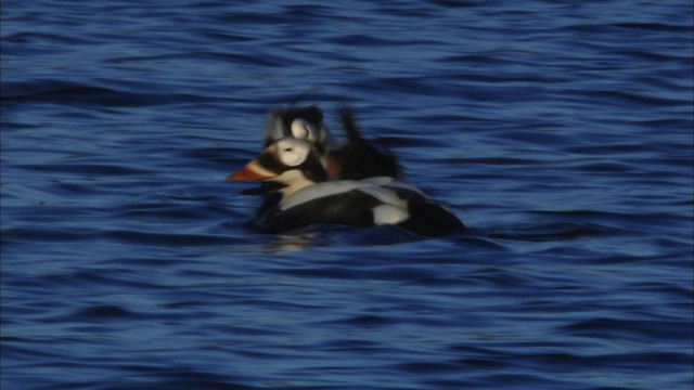 Spectacled Eider - ML474016