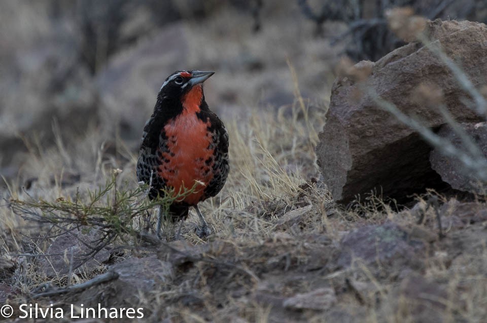 Long-tailed Meadowlark - ML47401661