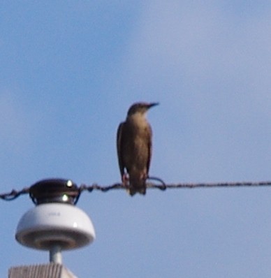 European Starling - ML474017511