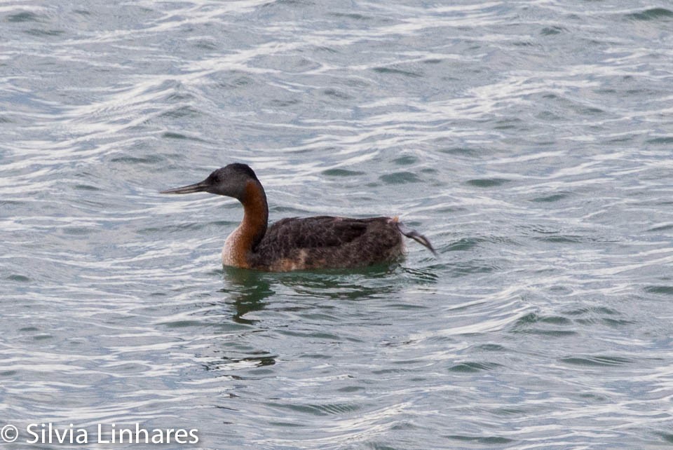 Great Grebe - ML47401771