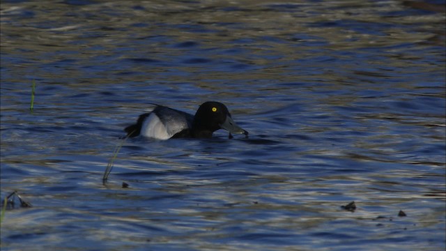 Greater Scaup - ML474018