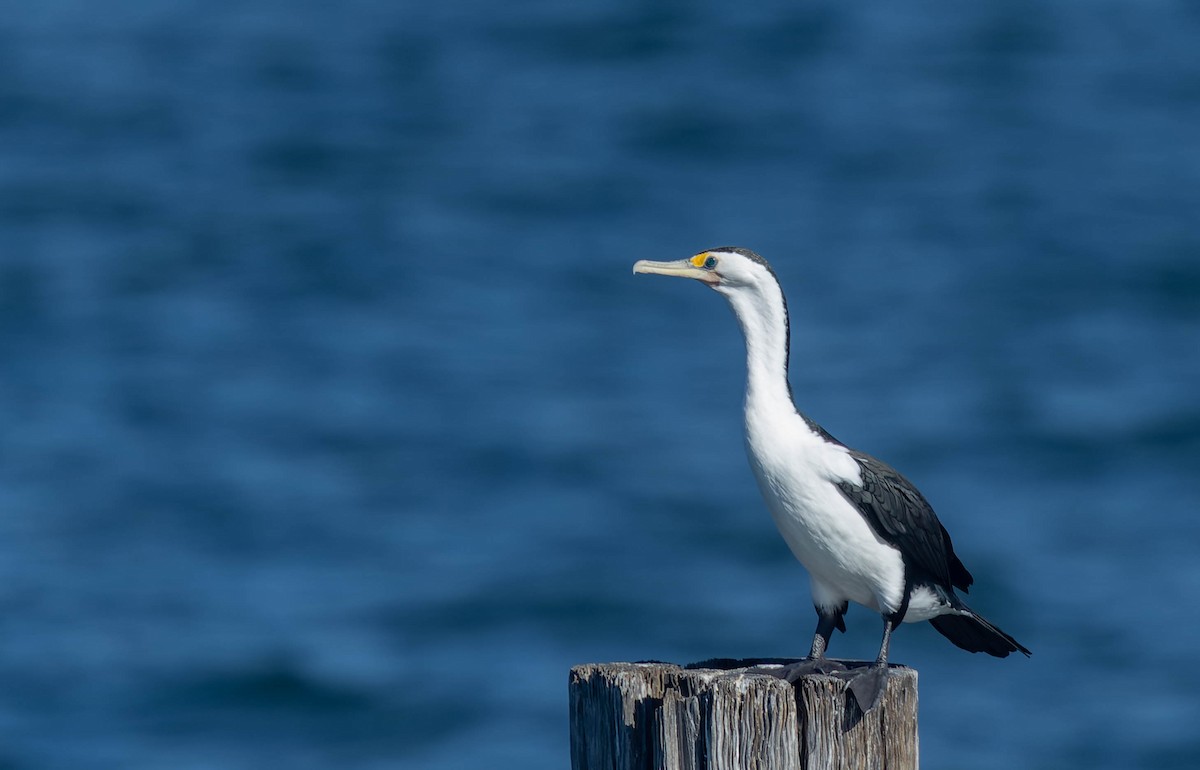 Pied Cormorant - Geoff Dennis