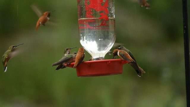 Rivoli's Hummingbird - ML474018791