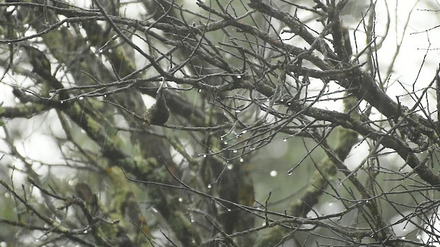 Colibrí Magnífico - ML474018871