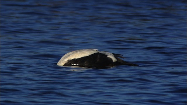 Spectacled Eider - ML474019