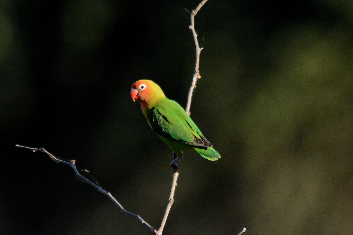 Lilian's Lovebird - ML474020201