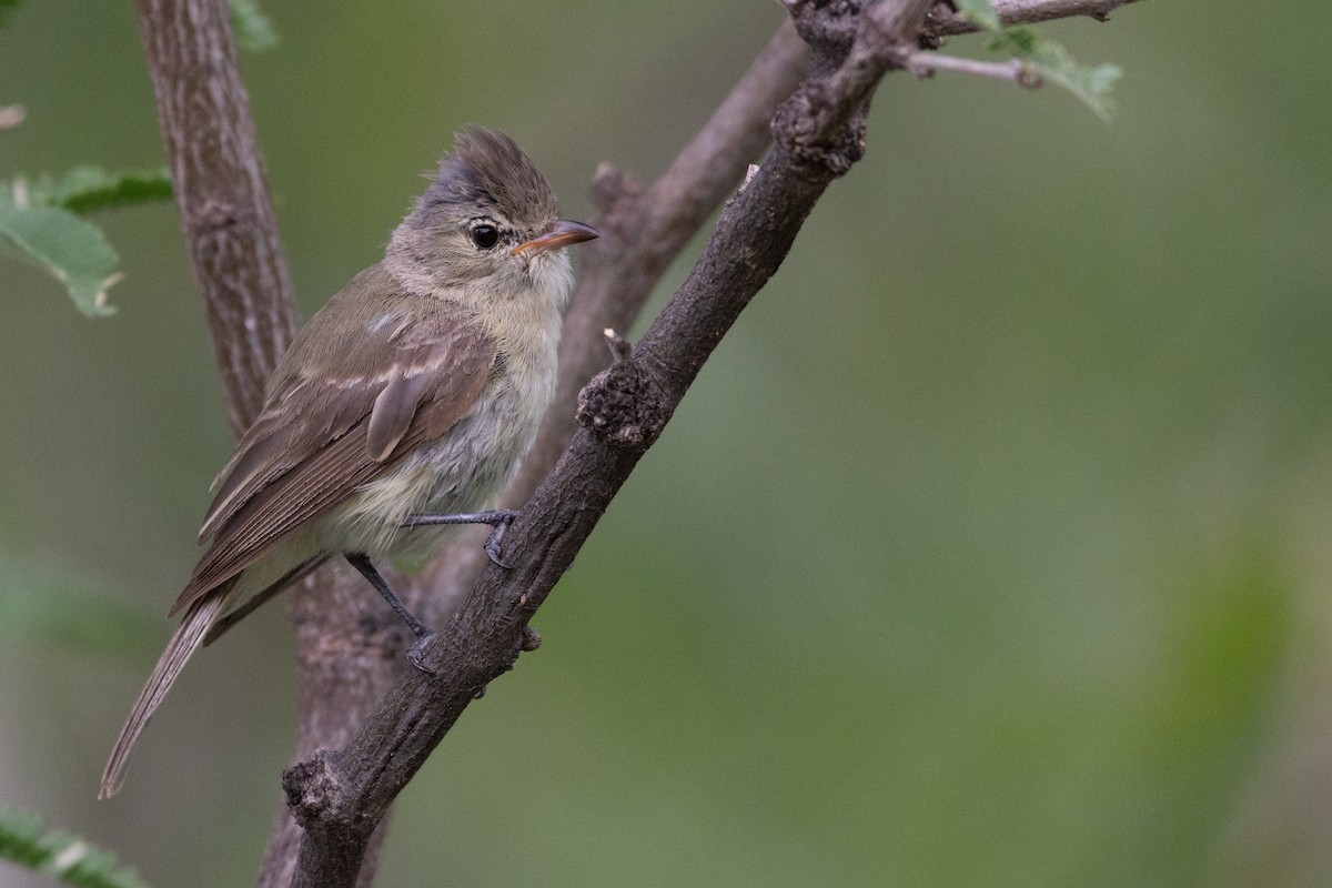 Northern Beardless-Tyrannulet - ML474020251