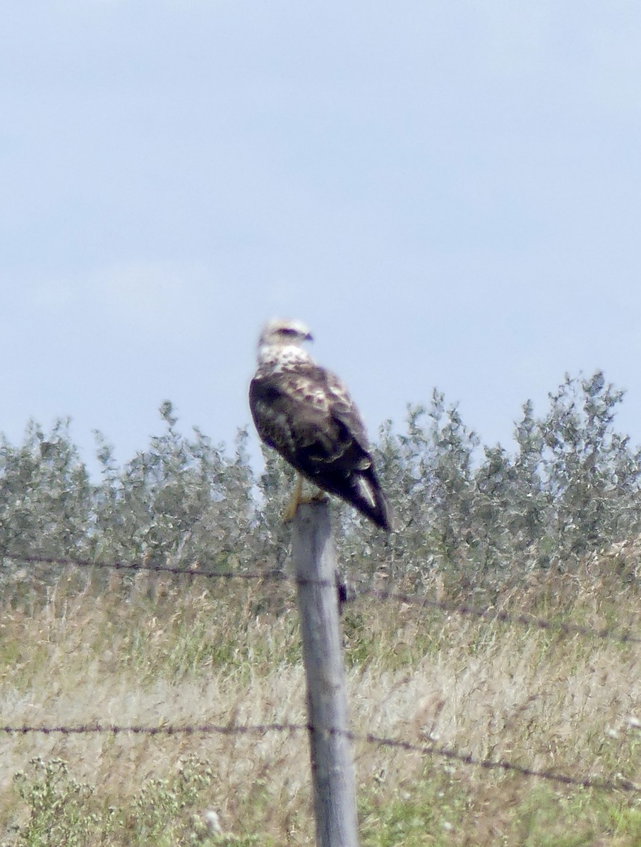 Swainson's Hawk - ML474020301