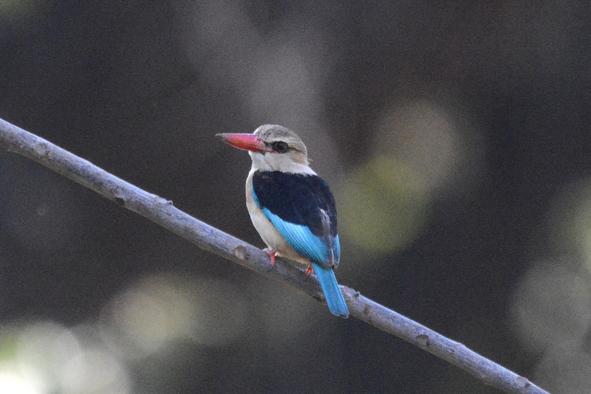 Brown-hooded Kingfisher - ML474020411