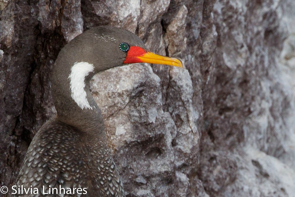 Red-legged Cormorant - ML47402061