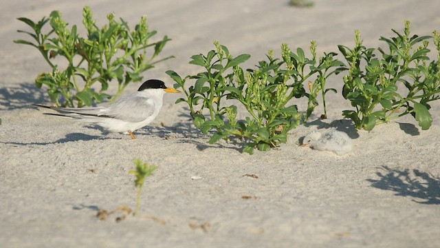 Least Tern - ML474020641