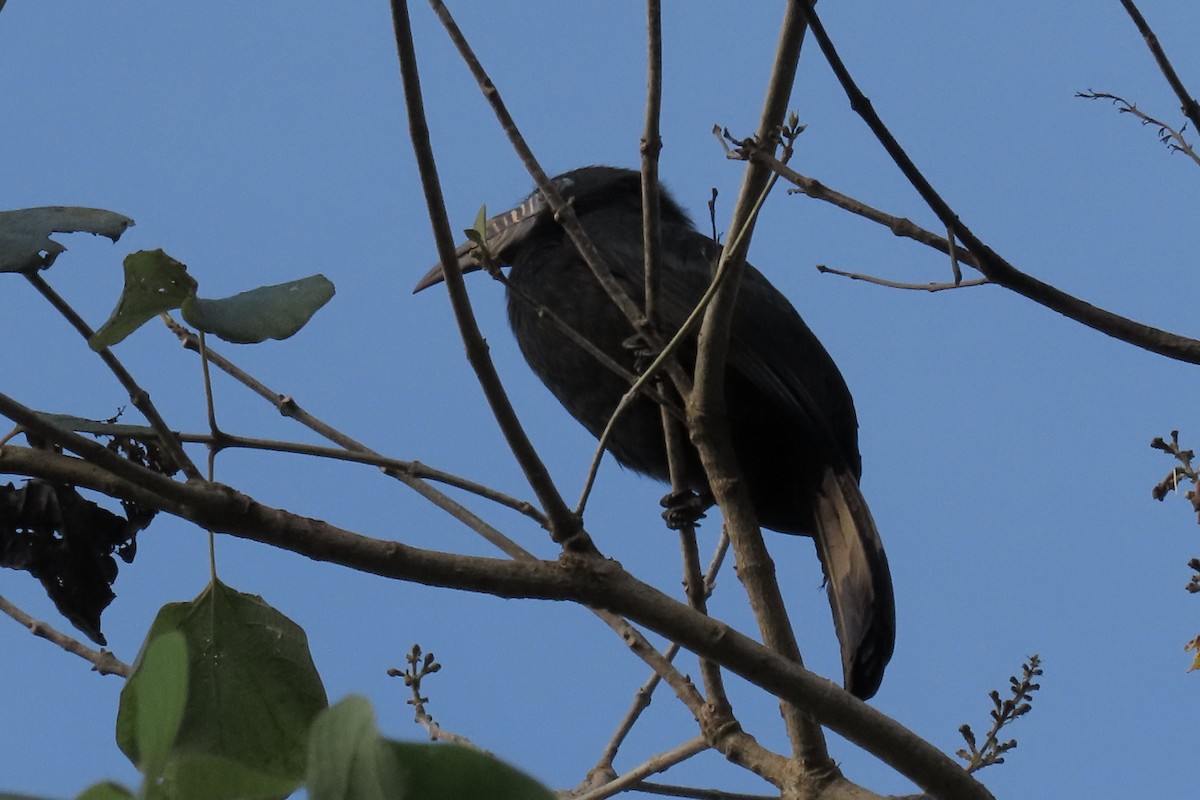 Visayashornvogel - ML474020661