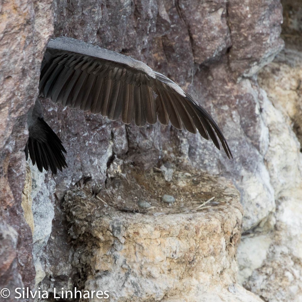 Red-legged Cormorant - ML47402101