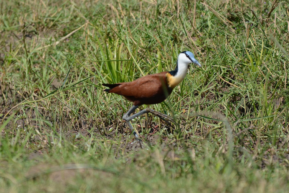 Jacana à poitrine dorée - ML474021191