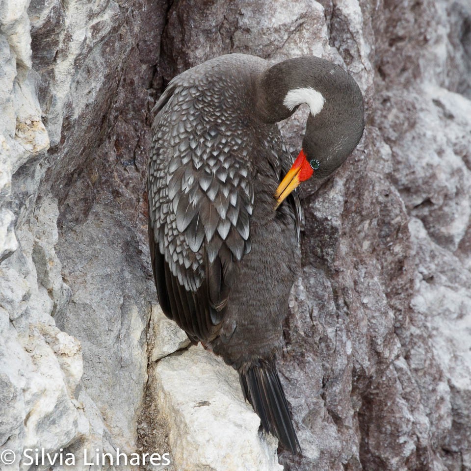 Red-legged Cormorant - ML47402131