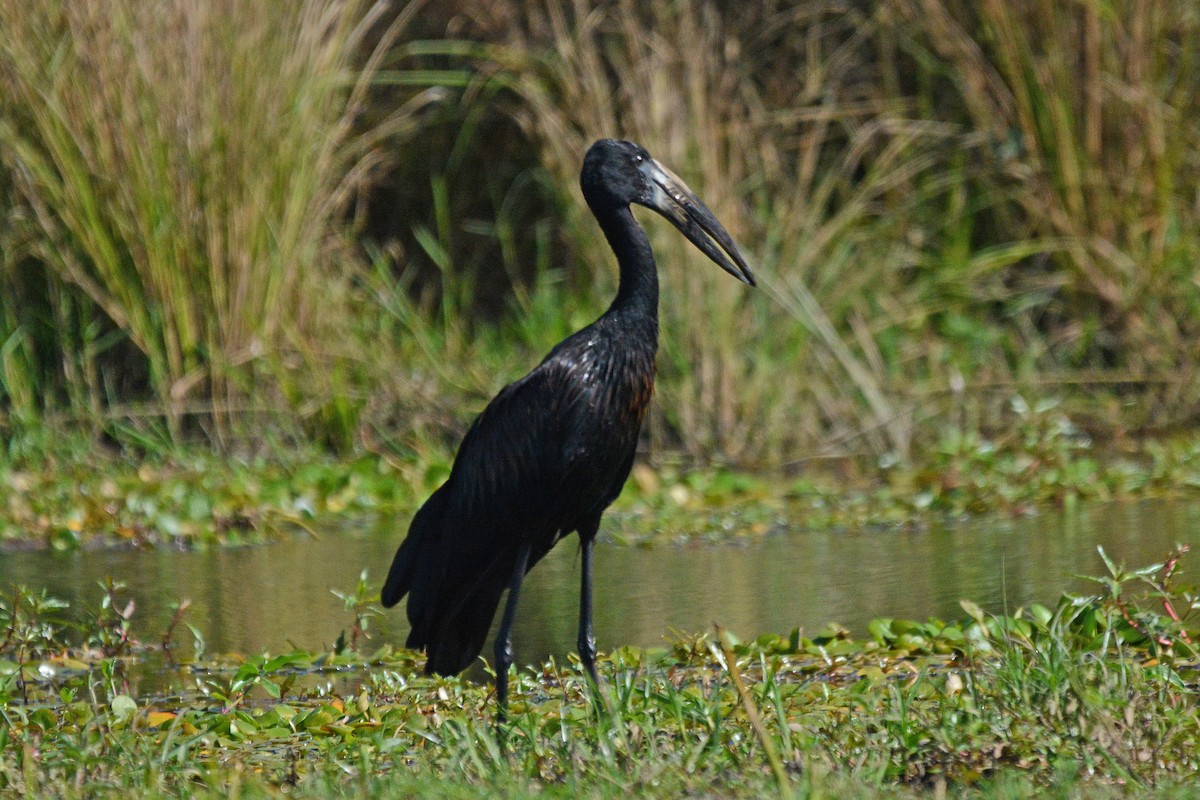 African Openbill - ML474021421