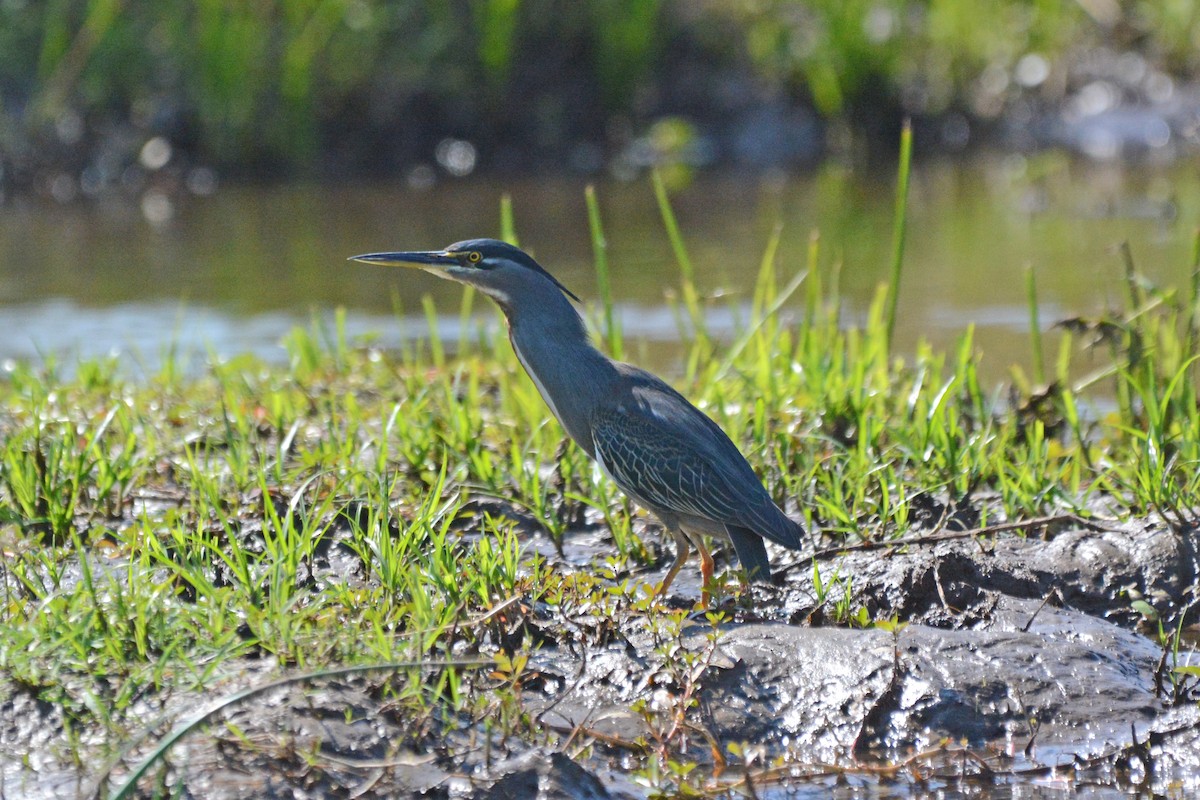 Striated Heron - ML474021511