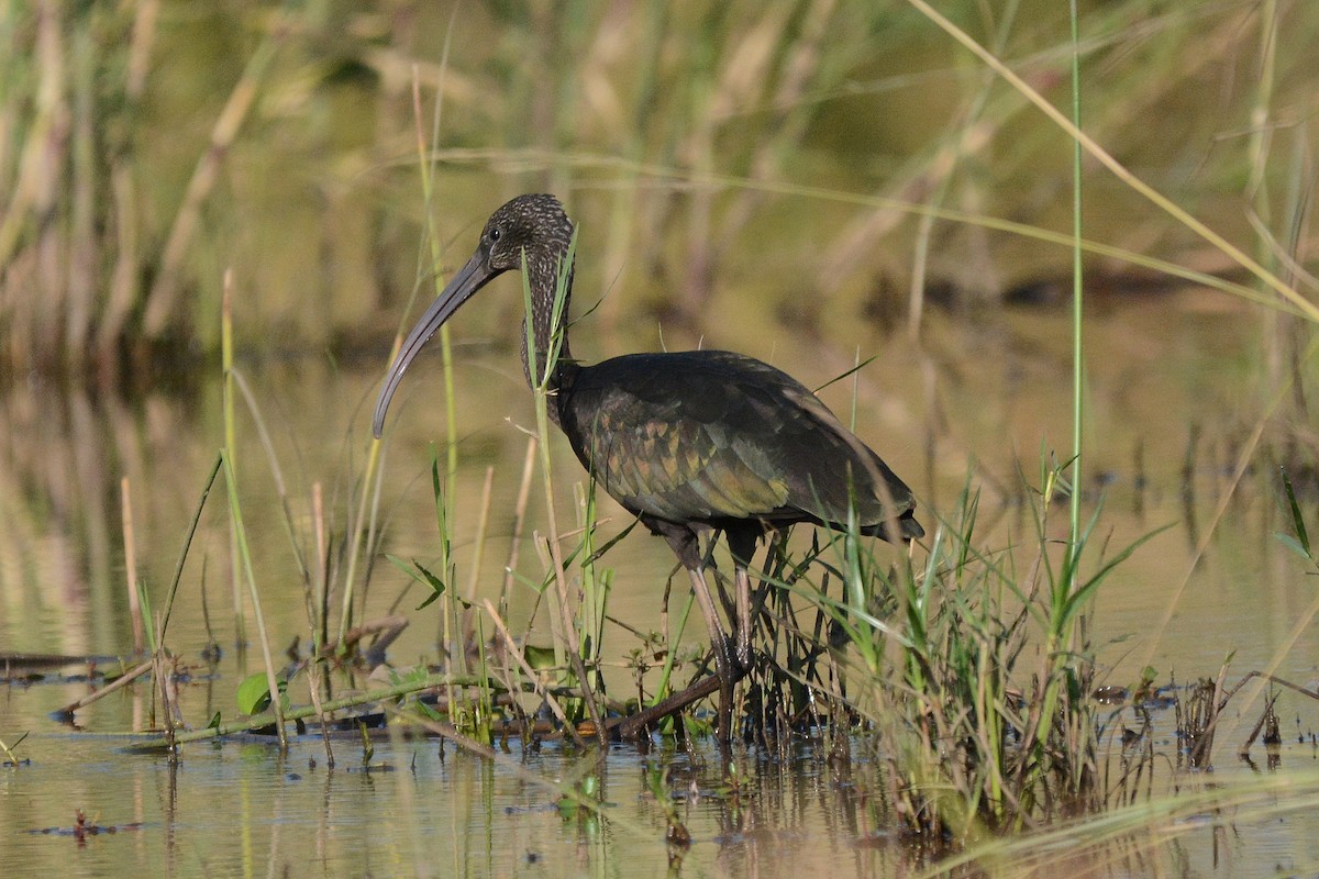 Glossy Ibis - ML474021721