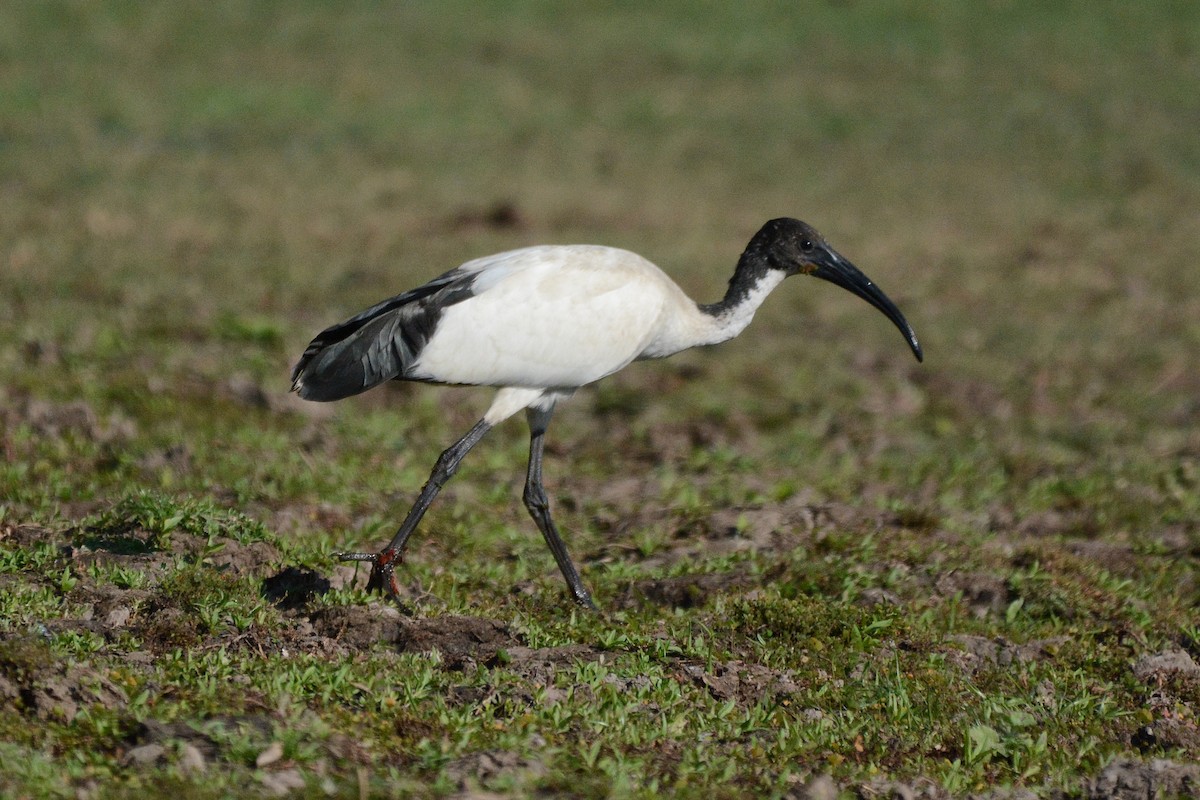 African Sacred Ibis - ML474021751