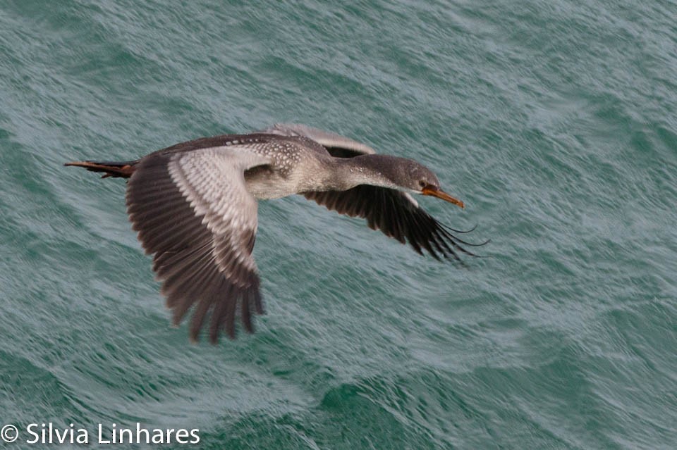 Red-legged Cormorant - ML47402211