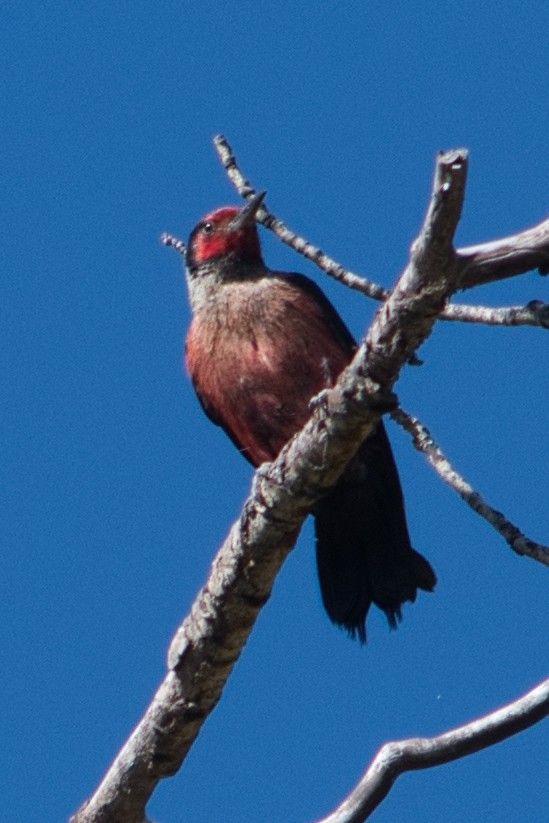 Lewis's Woodpecker - ML474022581