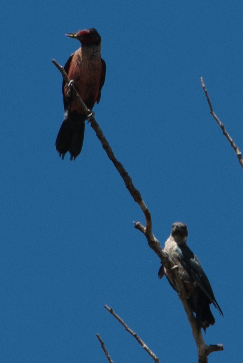 Lewis's Woodpecker - ML474022591