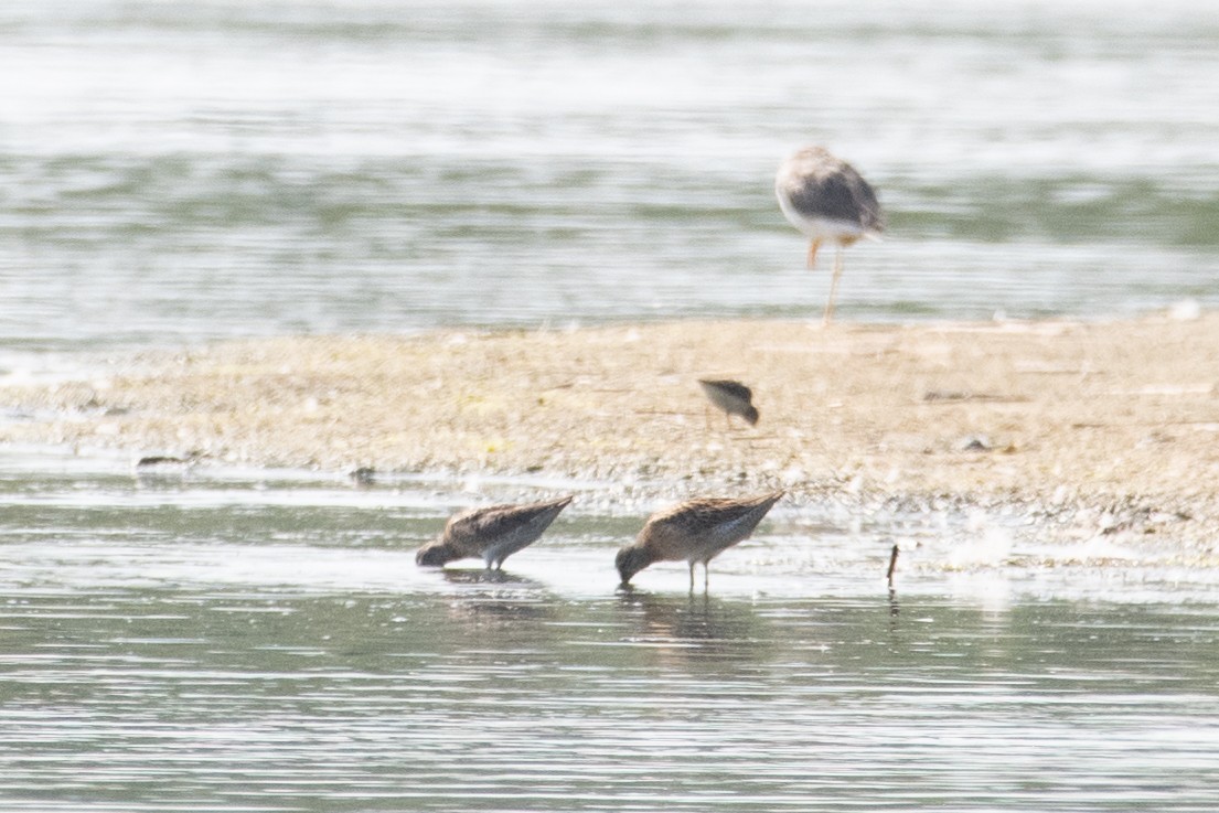 Greater Yellowlegs - ML474022651