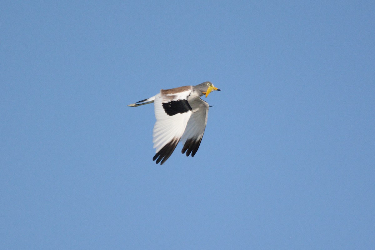 White-crowned Lapwing - ML474023011