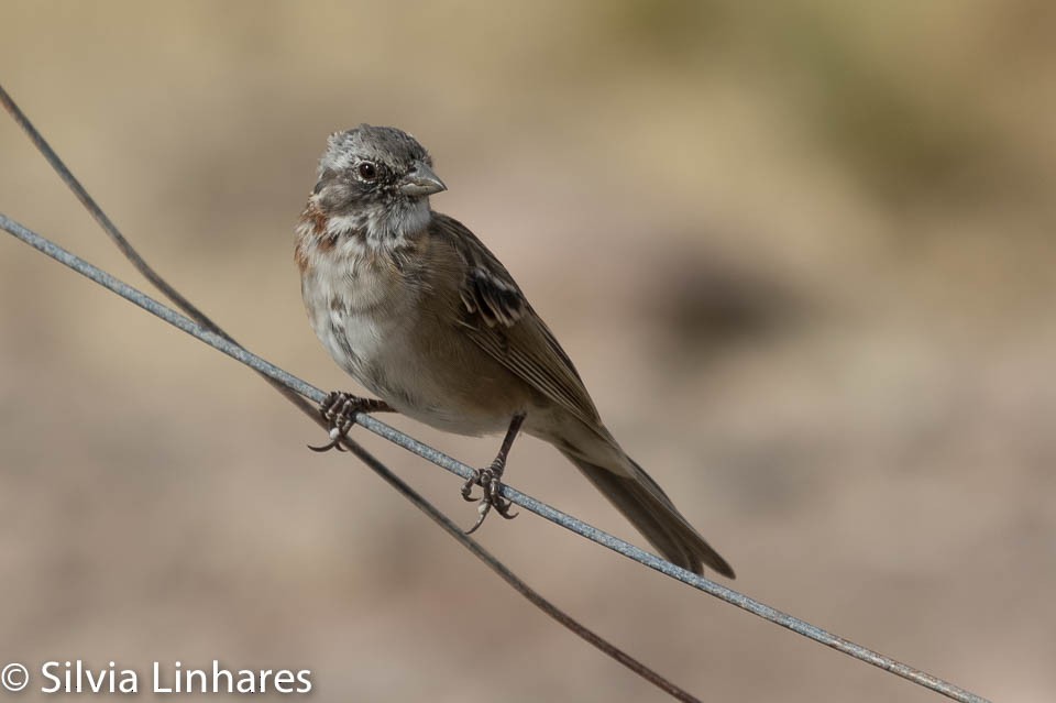 Rufous-collared Sparrow - ML47402321