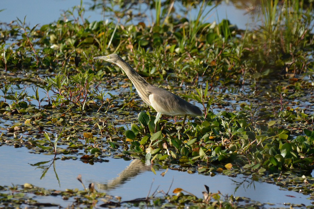 Squacco Heron - ML474023541